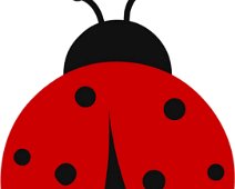 coccinella