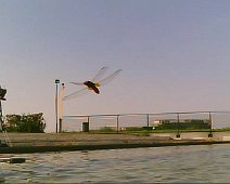 20120916 - Laghetto Malaspina_Libellule_007.jpg