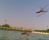 20120916 - Laghetto Malaspina_Libellule_008.jpg