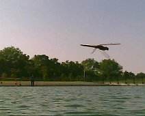 20120916 - Laghetto Malaspina_Libellule_004