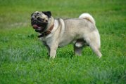 20100609-Charlie_004