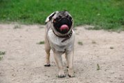 20100609-Charlie_010