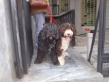 20110319 Tosca e figlio_001