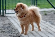 20110320 Chowchow_001