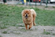 20110320 Chowchow_002