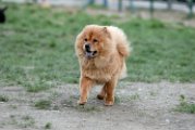 20110320 Chowchow_003