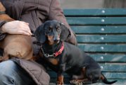 20110320 Paola Grandonico_004