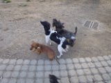 20110331 Gwenda e amici_011