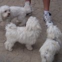 20110502 - Gwenda giardini Ramelli_002