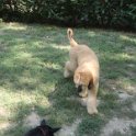 20110915 Afgano ai giardini Ramelli_001