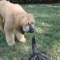 20110915 Afgano ai giardini Ramelli_002