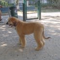20110915 Afgano ai giardini Ramelli_005