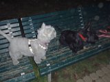 20111023 - Piazza Piola_001