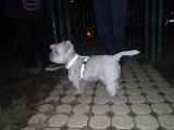 20111023 - Piazza Piola_003