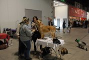 20120114 - Esposizione Canina Fiera Rho_007