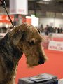 20120114 - Esposizione Canina Fiera Rho_017