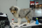 20120114 - Esposizione Canina Fiera Rho_029