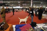 20120114 - Esposizione Canina Fiera Rho_035