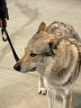 20120114 - Esposizione Canina Fiera Rho_041