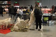 20120114 - Esposizione Canina Fiera Rho_046
