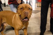 20120114 - Esposizione Canina Fiera Rho_050