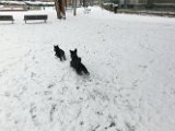 20120201 - Guendoline e la neve_010