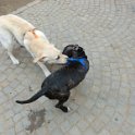 20120304 - Pitbull e Golden ai giardini Ramelli_001
