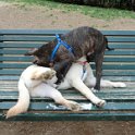20120304 - Pitbull e Golden ai giardini Ramelli_006