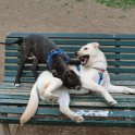 20120304 - Pitbull e Golden ai giardini Ramelli_007
