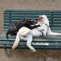 20120304 - Pitbull e Golden ai giardini Ramelli_008