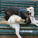 20120304 - Pitbull e Golden ai giardini Ramelli_009