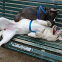 20120304 - Pitbull e Golden ai giardini Ramelli_010