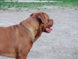 20120325 - King il Dogo_001