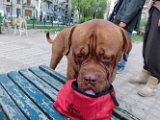 20120325 - King il Dogo_003