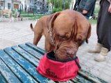 20120325 - King il Dogo_004