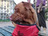 20120325 - King il Dogo_006