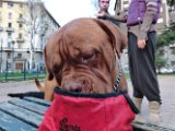 20120325 - King il Dogo_007