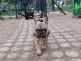 20120404 - Elvis il Bouledog_0001