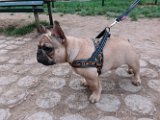 20120404 - Elvis il Bouledog_0003