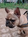 20120404 - Elvis il Bouledog_0004