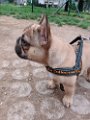 20120404 - Elvis il Bouledog_0005