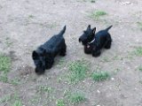 20120420 - Gwenda, Tally e King_001
