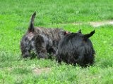 20120420 - Gwenda, Tally e King_003