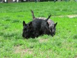 20120420 - Gwenda, Tally e King_004