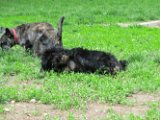 20120420 - Gwenda, Tally e King_005