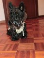 20120505 -Gwenda e la pioggia_002
