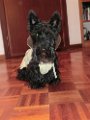 20120505 -Gwenda e la pioggia_003