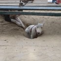 20120712 - Bull Terrier giardini Ramelli_001