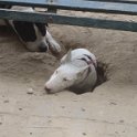 20120712 - Bull Terrier giardini Ramelli_002
