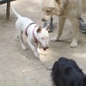 20120712 - Bull Terrier giardini Ramelli_003
